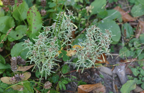 Sumpf-Ruhrkraut (Gnaphalium uliginosum) - © Emanuel Trummer